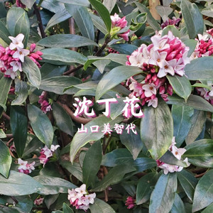 沈丁花
