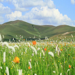 大草原我爱恋的故乡