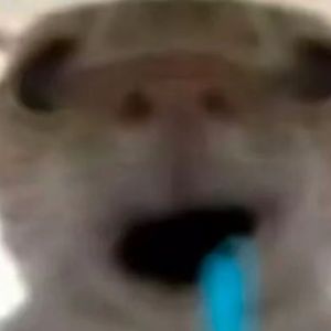 累哈基米扛 苦曼波品尝