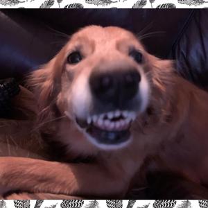 Head Scratches (feat. Röad Hāus)