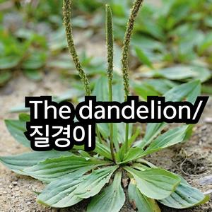 dandelion/질경이