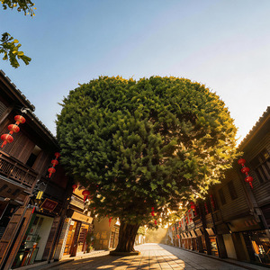 榕城漫步 · 榕荫之下