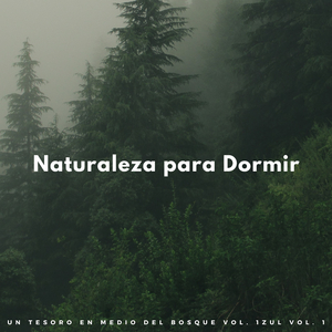 Pájaros Lira Del Bosque Neblinoso