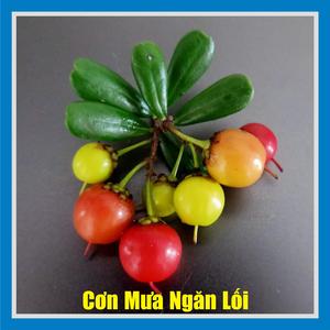Cơn Mưa Ngăn Lối