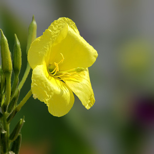 夜来香（指弹版）