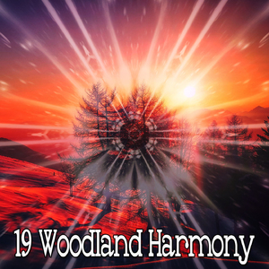 純淨寧靜的森林