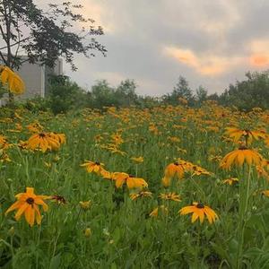 没写完的歌 (Cover 张一)