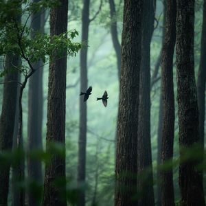 归鸟入林间