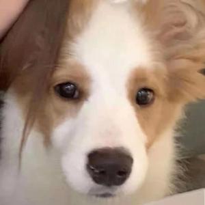 阿里郎（cover Ugly Z）