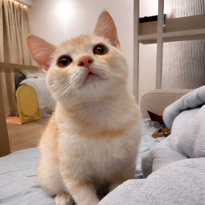 沒有蛋蛋也沒關係