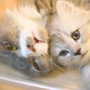 像鱼 cover.王贰浪