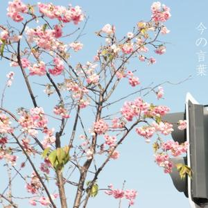 今日の言葉