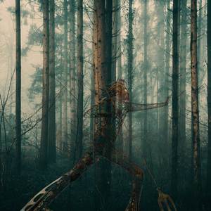 Thicket