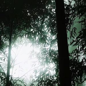 白鹤入云间 伴奏