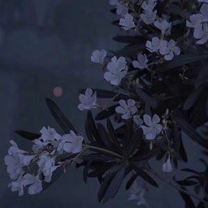 爱在午夜降临前