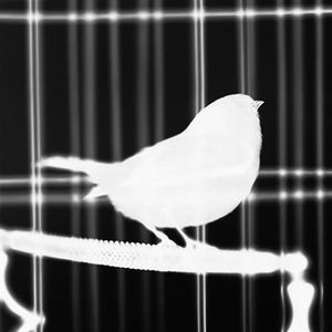 囚禁于樊笼的不自由之鸟