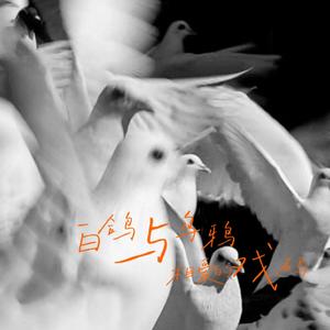 白鸽乌鸦相爱的戏码