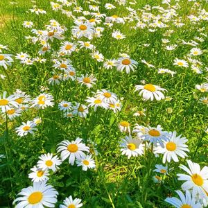 枕花眠（纯音乐）