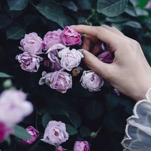 张艺扬/日日生 手心的蔷薇合唱（完整版）