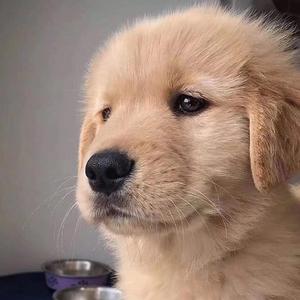 f(x)  4 walls （变速版）