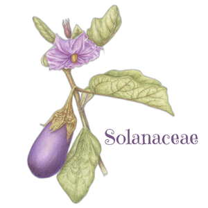 Solanaceae
