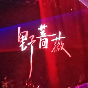 野蔷薇
