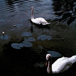 贝加尔湖畔（小宇宙翻唱）