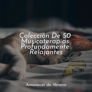 Metamorfosis Estacional