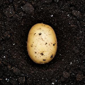 Patata