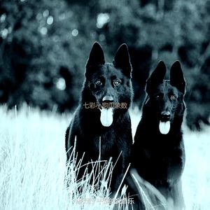 温和可爱的狗梦想