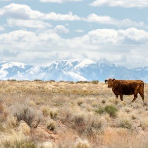 কবর দেওয়ার পরে যখন ৪০ কদম চলে যায় লোকেরা দুজনকে আস্তে সে কি বলল