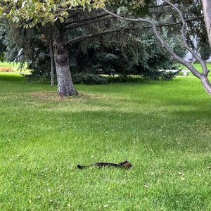 我不知道（Cover:梁博）