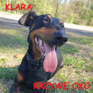 Klara