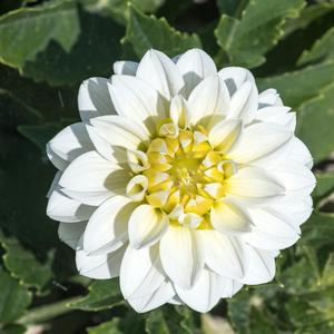 Forever in the Sound