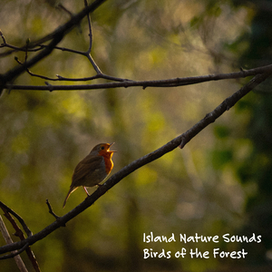 Birds of the Forest