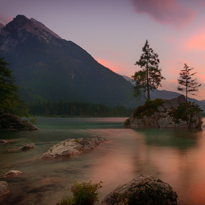 Forest Dawn