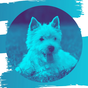 Marvellous Bossa Nova - Vibe for Calming Dogs