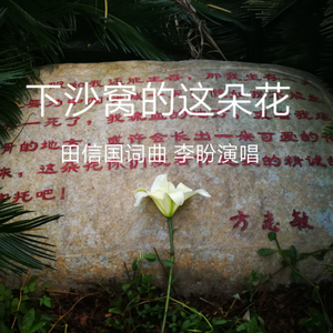 下沙窝的这朵花