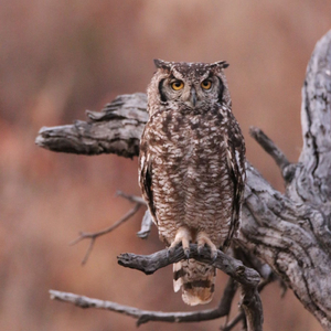 Owl's Twilight Reflection