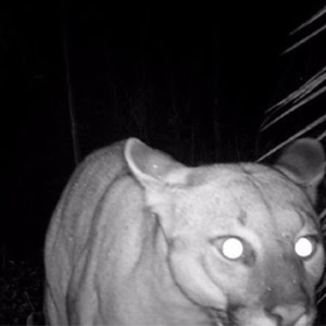 Panteras (Yauaretê)