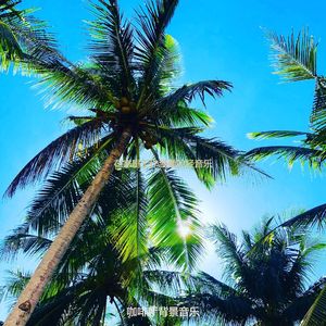 适合办公室工作抚慰的音乐