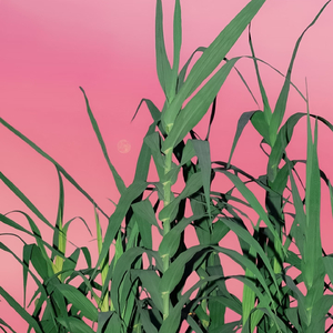 那朵在时光里生长的花