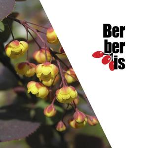 Virtual Confesions (Original Mix)