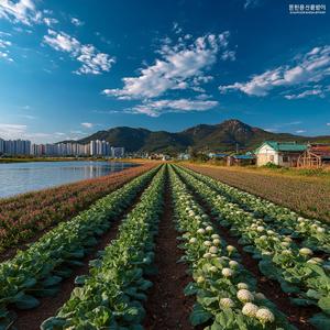 춘천 서면 박사마을, 감자 노래