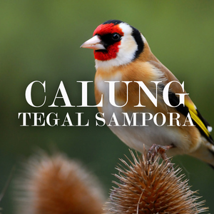 Tegal Sampora