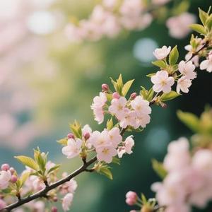 三生石上刻情缘 (Cover 晚妹儿)