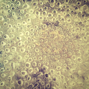 Последняя в Мае