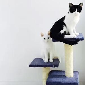 途中（Cover 陈鸿宇）