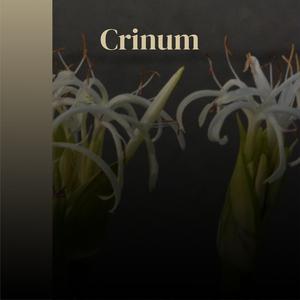 Crinum