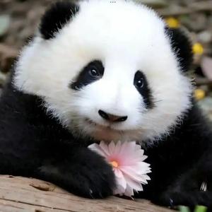熊猫花花